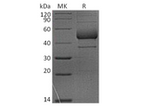 > 90 % as determined by reducing SDS-PAGE.