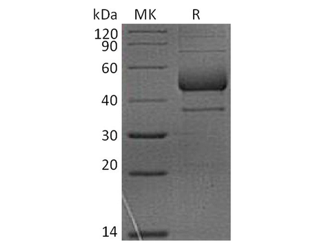 > 90 % as determined by reducing SDS-PAGE.