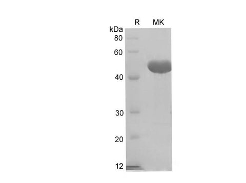 SDS-PAGE analysis of Rat Ceacam1/BGP-1 proteins, 2 μg/lane of Recombinant Rat Ceacam1/BGP-1 proteins was resolved with SDS-PAGE under reducing conditions, showing bands at 40-50 kDa.