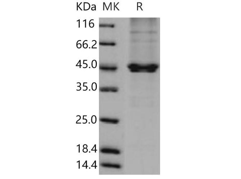 > 85 % as determined by reducing SDS-PAGE.