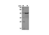 SDS-PAGE analysis of Human NUCB2 proteins, 2 μg/lane of Recombinant Human NUCB2 proteins was resolved with SDS-PAGE under reducing conditions, showing bands at 40 kDa.