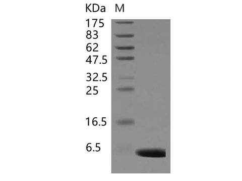 > 97 % as determined by reducing SDS-PAGE.