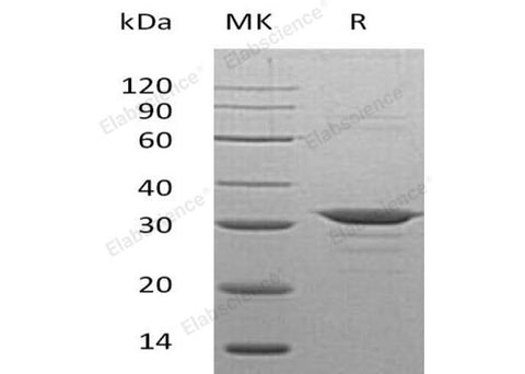 > 97 % as determined by reducing SDS-PAGE.