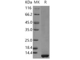 > 90 % as determined by reducing SDS-PAGE.
