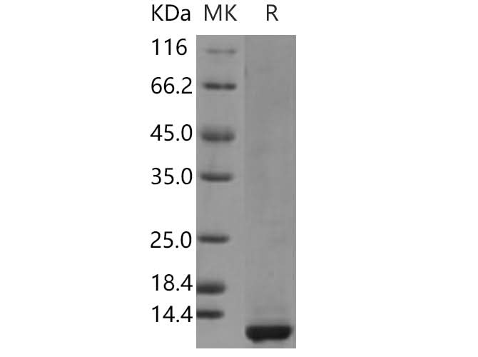 > 90 % as determined by reducing SDS-PAGE.