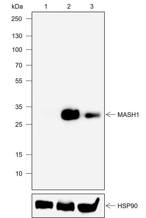 Anti-Human MASH1 Antibody [A718] - ABMIUM