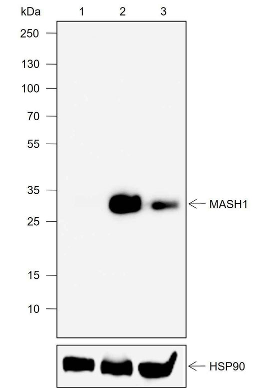 Anti-Human MASH1 Antibody [A718] - ABMIUM