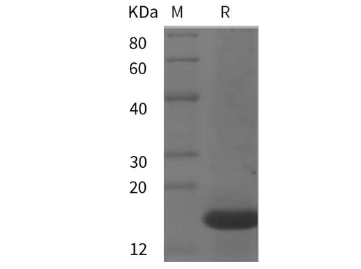 SDS-PAGE analysis of Mouse IL22 proteins, 2 μg/lane of Recombinant Mouse IL22 proteins was resolved with SDS-PAGE under reducing conditions, showing bands at 16 kDa.