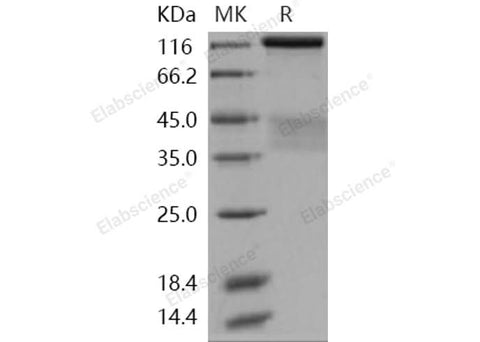 > 95 % as determined by reducing SDS-PAGE.