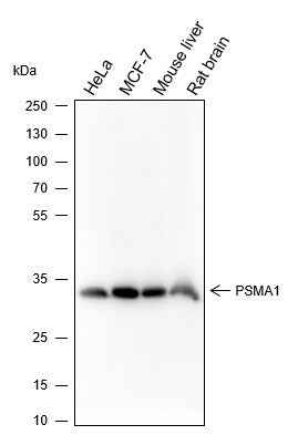 Anti-Human/Rat/Mouse PSMA1 Antibody [A341] - ABMIUM