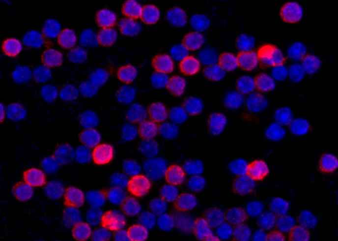 Anti-Mouse FAS Antibody [B386]