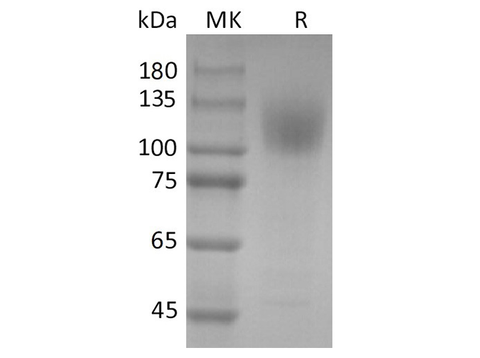 > 90 % as determined by reducing SDS-PAGE.