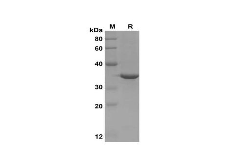 SDS-PAGE analysis of Mouse IL-17A proteins, 2 μg/lane of Recombinant Mouse IL-17A proteins was resolved with SDS-PAGE under reducing conditions, showing bands at 35 kDa.