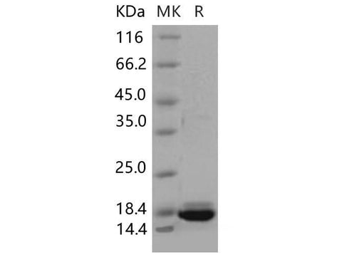 > 92 % as determined by reducing SDS-PAGE.