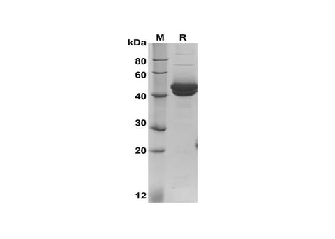 SDS-PAGE analysis of Mouse Ager proteins, 2 μg/lane of Recombinant Mouse Ager proteins was resolved with SDS-PAGE under reducing conditions, showing bands at 42-50 kDa.