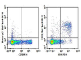 Anti-Human CD56 Antibody [HCD56] - ABMIUM