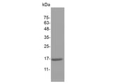 > 98 % as determined by reducing SDS-PAGE.