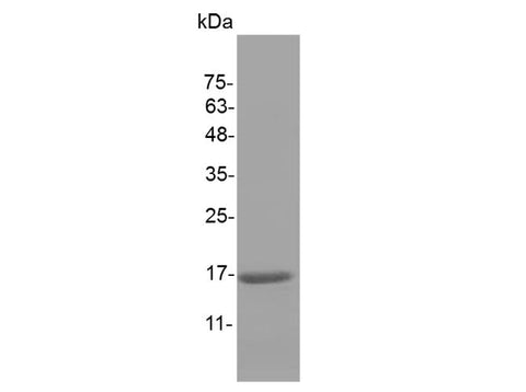 > 98 % as determined by reducing SDS-PAGE.