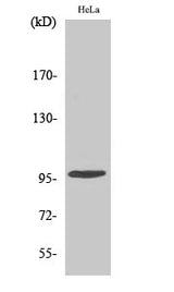 Western Blot analysis of Hela cells using Phospho-CHEK2 (Thr68) Polyclonal Antibody at dilution of 1:500