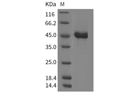 Recombinant Mouse REG2/REG-2 Protein (Fc Tag) - ABMIUM