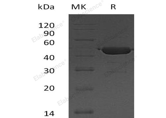 Recombinant Human UBE2G2 Protein (GST Tag) - ABMIUM
