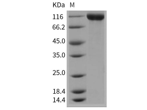 > 97 % as determined by reducing SDS-PAGE.