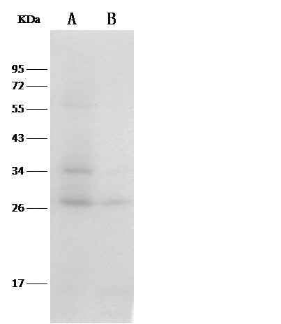 Anti-Mouse TXN Antibody [B493]