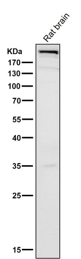 Anti-mTOR Rabbit Monoclonal Antibody Boster Bio