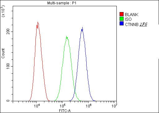 Anti-beta Catenin CTNNB1 Antibody Picoband® (monoclonal, 1F6 Boster Bio