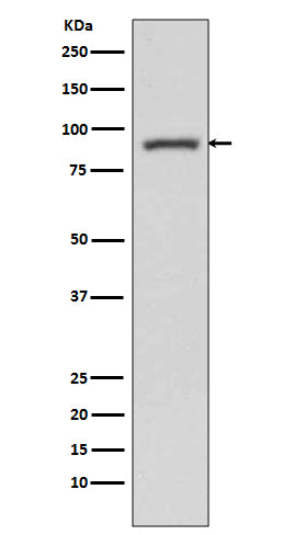 Anti-STAT3 Rabbit Monoclonal Antibody Boster Bio