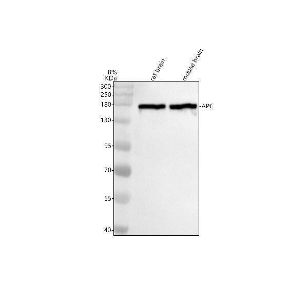 Anti-APC Monoclonal Antibody Boster Bio