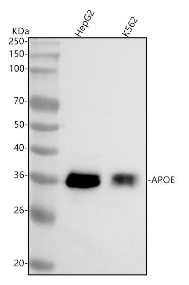Anti-Apolipoprotein E APOE Monoclonal Antibody Boster Bio