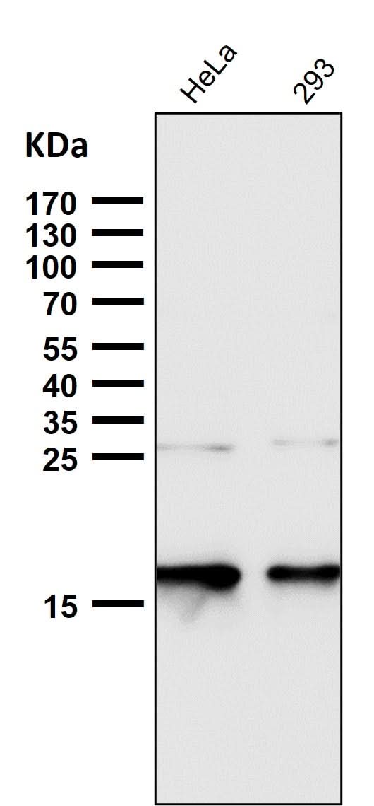 Anti-p16 INK Monoclonal Antibody Boster Bio