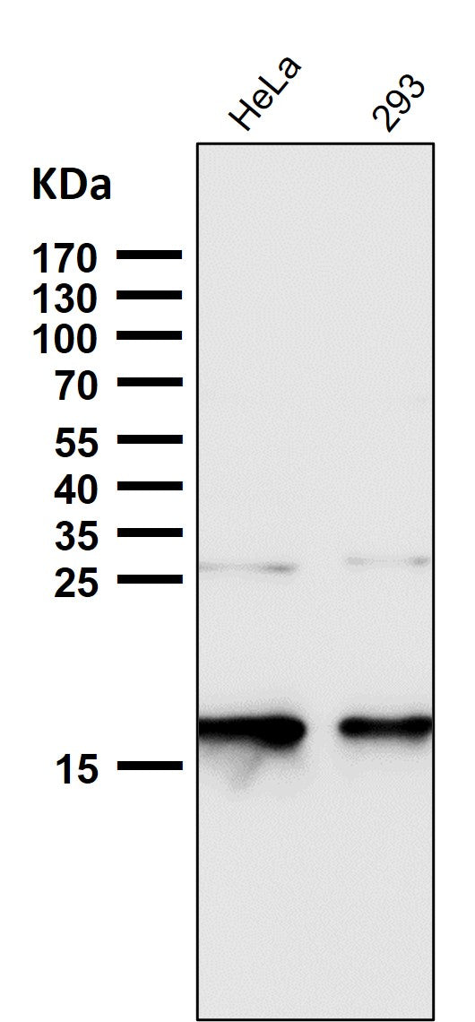 Anti-p16 INK Monoclonal Antibody Boster Bio