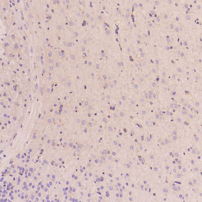 Anti-EGFR (ErbB 1) Monoclonal Antibody Boster Bio