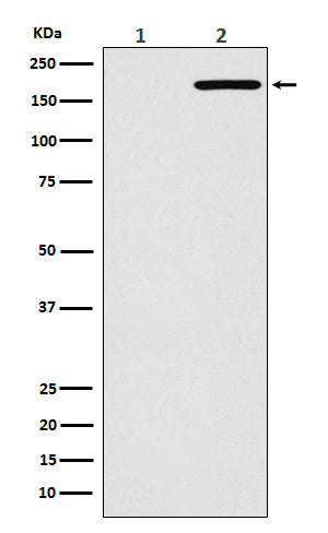 Anti-EGFR(L858R mutation) Rabbit Monoclonal Antibody Boster Bio