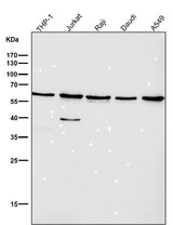 Anti-Akt(pan) 1/2/3 Rabbit Monoclonal Antibody Boster Bio