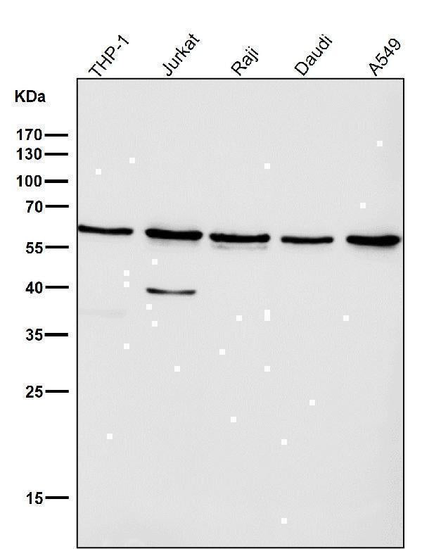 Anti-Akt(pan) 1/2/3 Rabbit Monoclonal Antibody Boster Bio