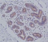 Anti-MyD88 Monoclonal Antibody Boster Bio