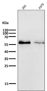 Anti-c-Myc Monoclonal Antibody Boster Bio