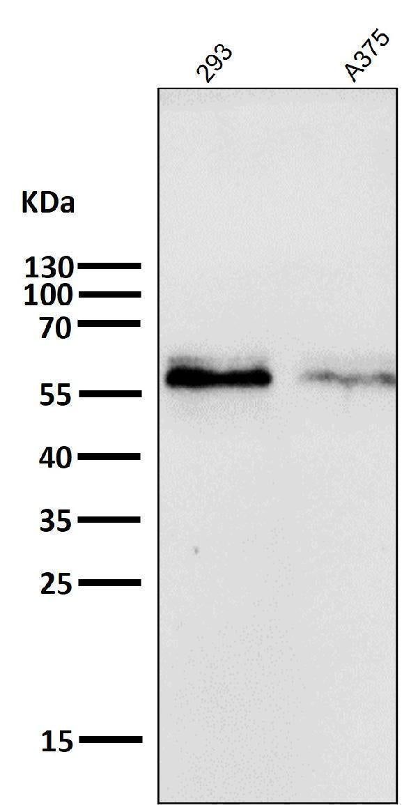 Anti-c-Myc Monoclonal Antibody Boster Bio