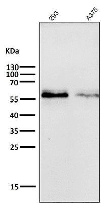 Anti-c-Myc Monoclonal Antibody Boster Bio