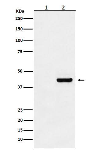 Anti-Myc-Tag Mouse Monoclonal Antibody Boster Bio