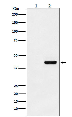 Anti-Myc-Tag Mouse Monoclonal Antibody Boster Bio