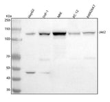 Anti-JAK2 Monoclonal Antibody Boster Bio