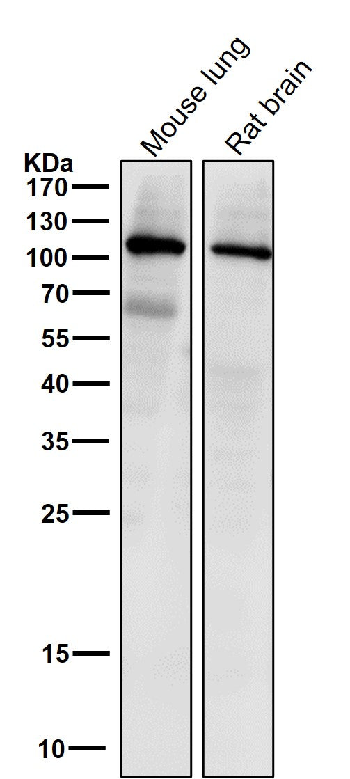 Anti-PI 3 kinase p110 alpha Monoclonal Antibody Boster Bio