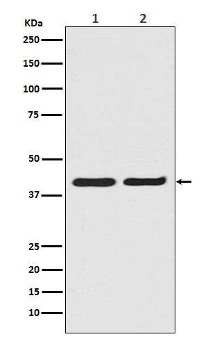 Anti-ERK2 Monoclonal Antibody Boster Bio