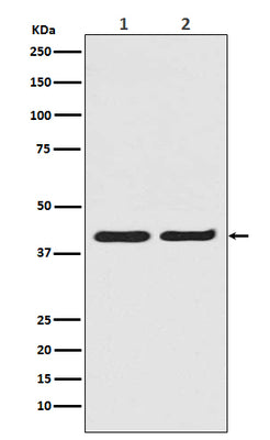 Anti-ERK2 Monoclonal Antibody Boster Bio