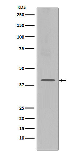 Anti-CXCR4 Monoclonal Antibody Boster Bio