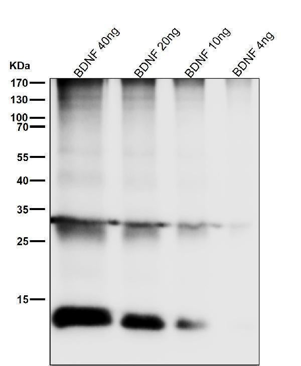 Anti-BDNF Rabbit Monoclonal Antibody Boster Bio